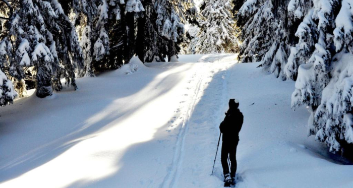 Im Spundis-Wald Im Spundis-Wald