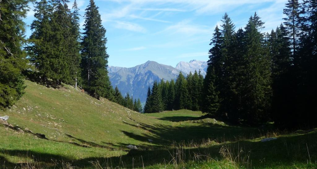 Blick zwischen den Tannen hindurch Blick zwischen den Tannen hindurch
