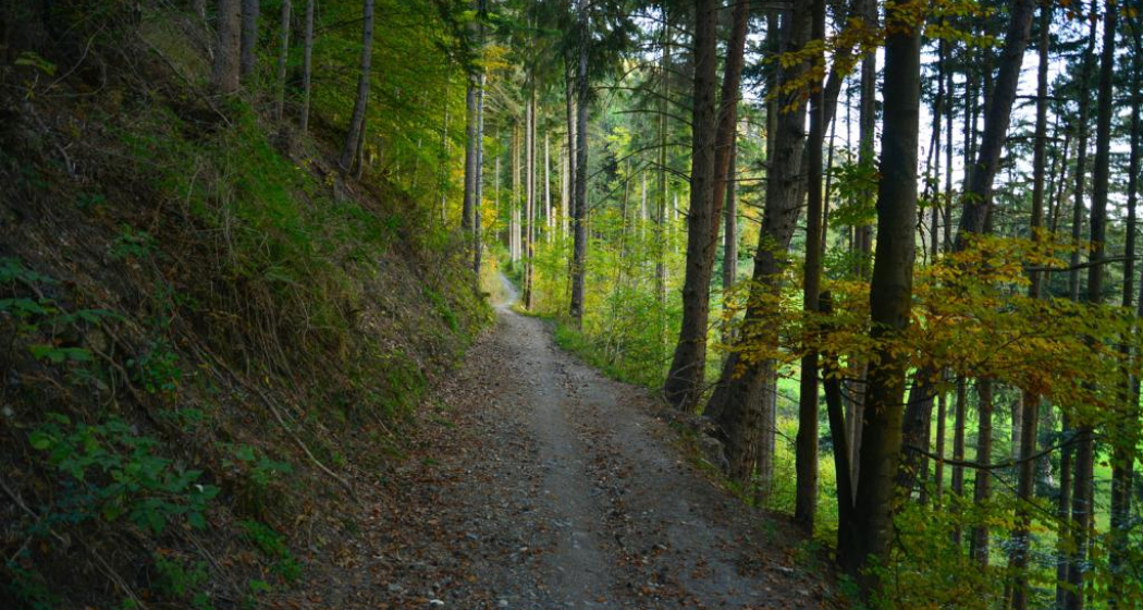 Uphill Trail UFFA (oua_25221383_image)
