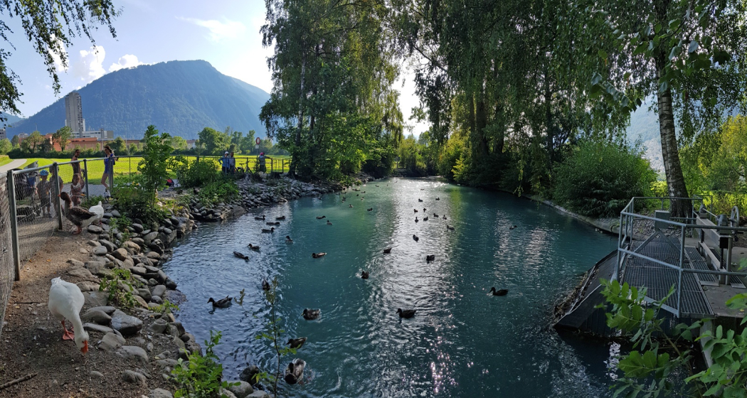 Ententeich beim Mühlebach (Rheinmühleweiher)