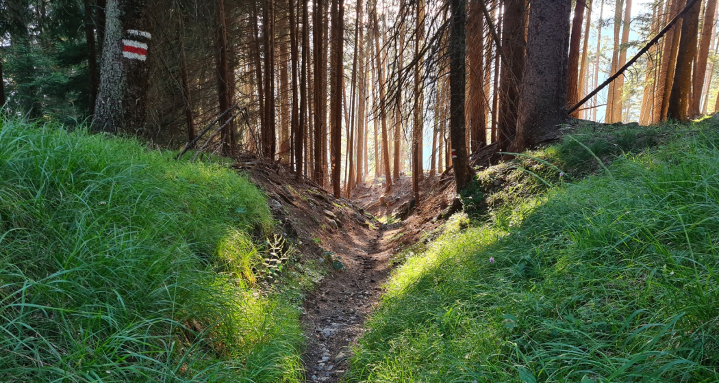 Dirauls-Trail zwischen Feldis und dem Domleschg Dirauls-Trail zwischen Feldis und dem Domleschg