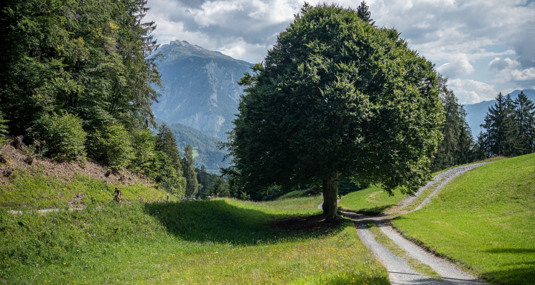 Rundtour Bonaduzer Wald 256