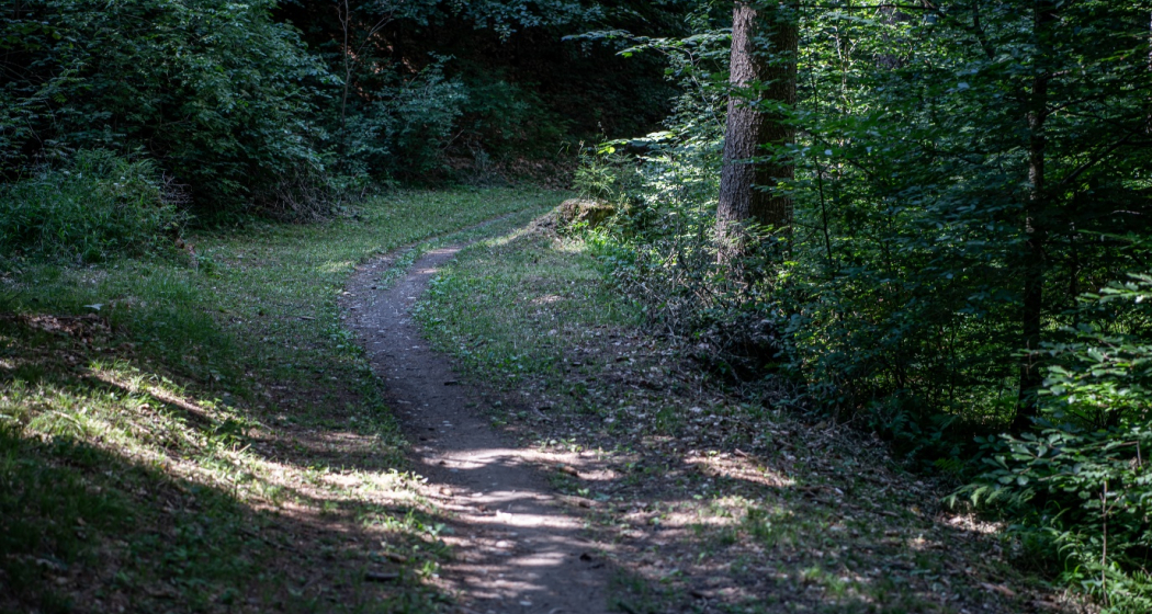 Rundtour Bonaduzer Wald 256