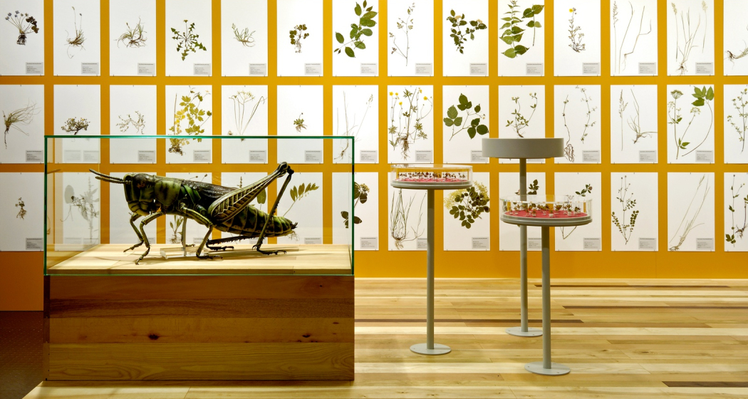Bündner Naturmuseum Bündner Naturmuseum