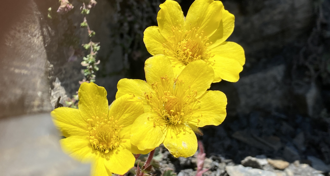 Seniorennachmittag (gdl_665014075_image)