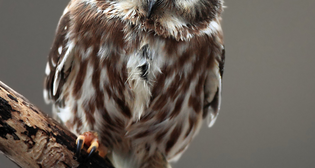 Waldweihnacht zu Heilig Abend (gdl_902338625_image)