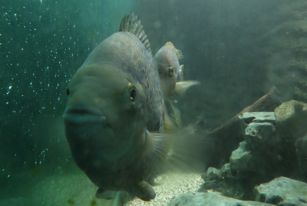 Fisch im Aquarium im Aquamarin Erlebnisbad Chur