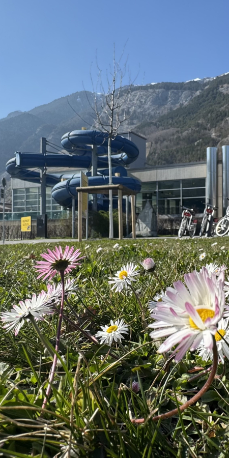 sportanlagen_fruehling_gaensebluemchen_kschreiber_1