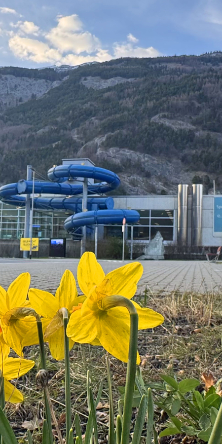 sportanlagen_fruehling_narzissen_katharinschreiber_1