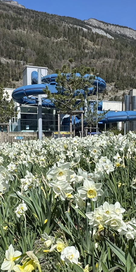 sportanlagen_fruehling_narzissen_katharinschreiber_4