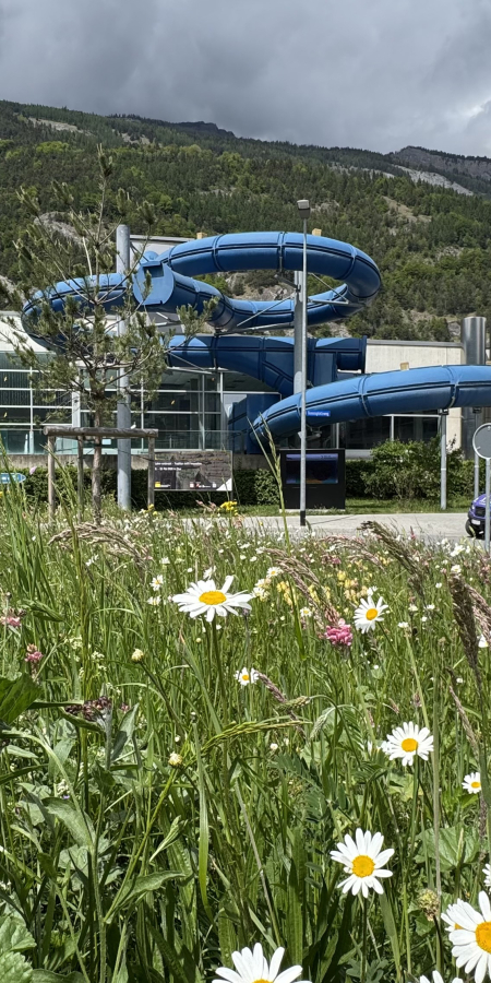 sportanlagen_fruehling_margeriten_katharinaschreiber_3