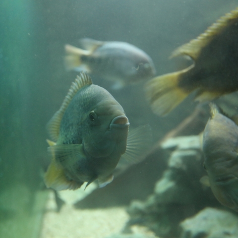 Fische im Aquarium im Aquamarin