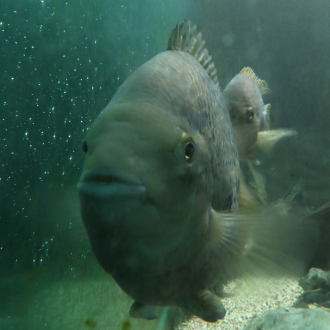 Fisch im Aquarium im Aquamarin Erlebnisbad Chur