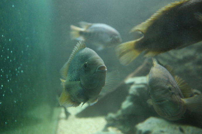 Fische im Aquarium im Aquamarin