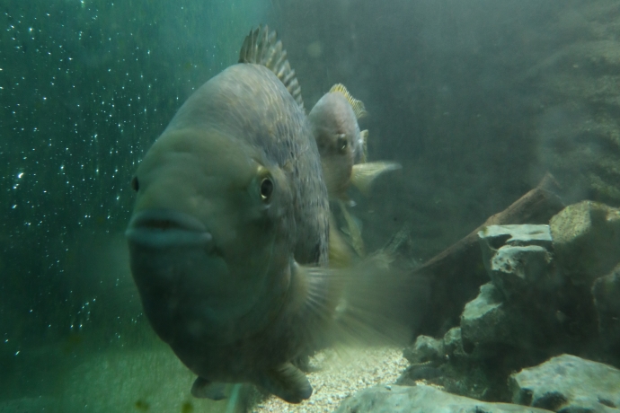 Fisch im Aquarium im Aquamarin Erlebnisbad Chur